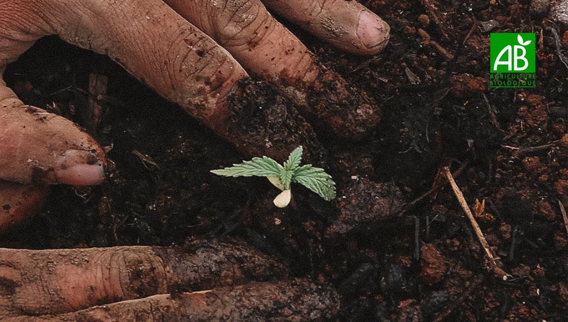 Chanvre certifié Bio vs. Chanvre non certifié : Ce qu’il faut savoir